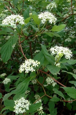 Arctic Fire Red Twig Dogwood - 3 Gallon Pot -Wilson Bros Gardens cornus sericera red osier dogwood 5