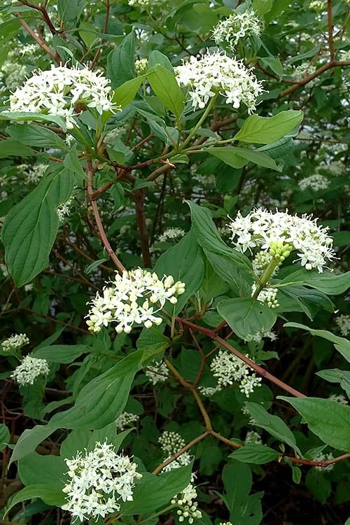 Red Osier Red Twig Dogwood (Cornus Sericea) - 3 Gallon Pot 6 Red Osier Red Twig Dogwood (Cornus Sericea) - 3 Gallon Pot - Image 6