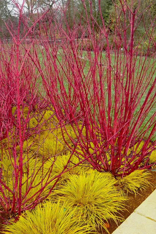 Red Osier Red Twig Dogwood (Cornus Sericea) - 3 Gallon Pot 1 Red Osier Red Twig Dogwood (Cornus Sericea) - 3 Gallon Pot