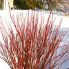 Arctic Fire Red Twig Dogwood - 3 Gallon Pot