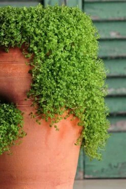 Corsican Mint (Mentha Requienii) - 5 Pack Of Pint Pots -Wilson Bros Gardens corsican mint 102