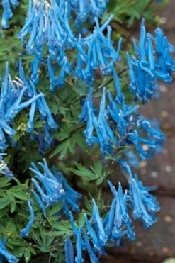 Hillier Porcelain Blue Corydalis - 1 Gallon Pot