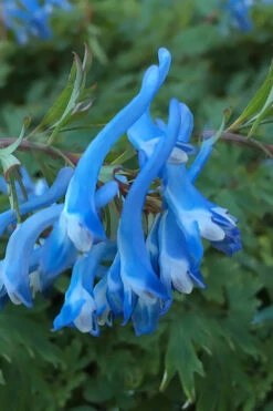 Hillier Porcelain Blue Corydalis - 1 Gallon Pot -Wilson Bros Gardens corydalis flexuosa porcelian blue 3 1