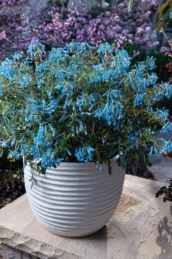 Hillier Porcelain Blue Corydalis - 1 Gallon Pot -Wilson Bros Gardens corydalis flexuosa porcelian blue 5 1