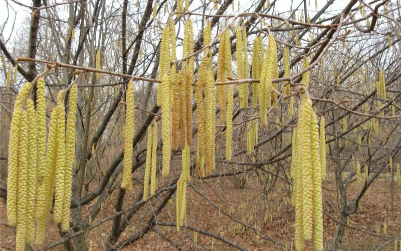 American Hazelnut Filbert (Corylus Americana) - 3 Pack Of 1.5 Quart Pots 5 American Hazelnut Filbert (Corylus Americana) - 3 Pack Of 1.5 Quart Pots - Image 5