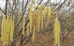 American Hazelnut (Filbert) - 3 Gallon Pot -Wilson Bros Gardens corylus american american hazelnut fall leaves 10 5