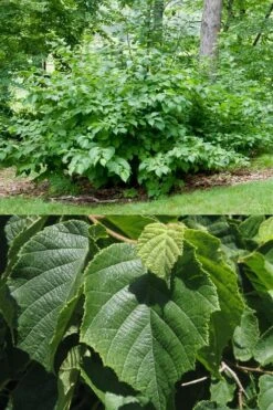 American Hazelnut Filbert (Corylus Americana) - 3 Pack Of 1.5 Quart Pots 12 American Hazelnut Filbert (Corylus Americana) - 3 Pack Of 1.5 Quart Pots -Wilson Bros Gardens corylus american american hazelnut fall leaves 13 2