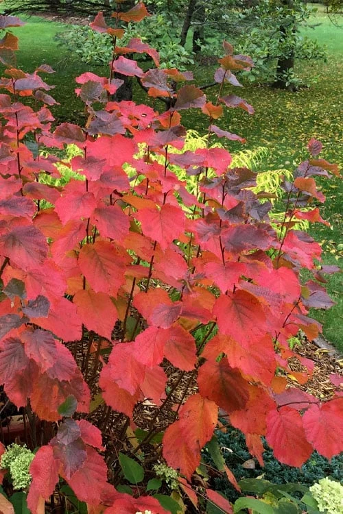 American Hazelnut Filbert (Corylus Americana) - 3 Pack Of 1.5 Quart Pots 1 American Hazelnut Filbert (Corylus Americana) - 3 Pack Of 1.5 Quart Pots