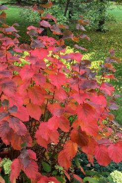 American Hazelnut (Filbert)- 1 Gallon Pot