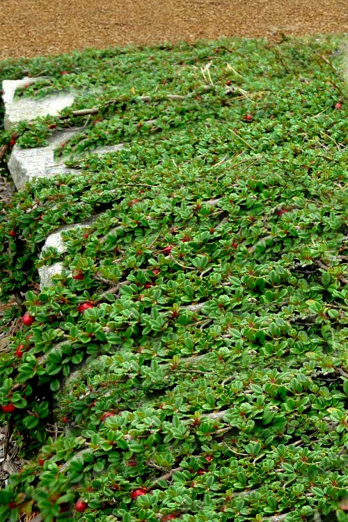 Streib's Findling Cotoneaster - 1 Gallon Pot 6 Streib's Findling Cotoneaster - 1 Gallon Pot - Image 6