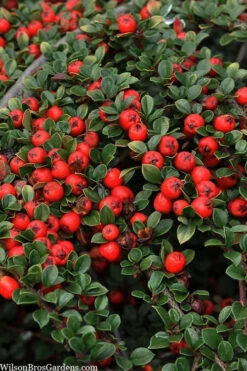 Streib's Findling Cotoneaster - 1 Gallon Pot 13 Streib's Findling Cotoneaster - 1 Gallon Pot -Wilson Bros Gardens cotoneaster dammeri streibs findling 8 1