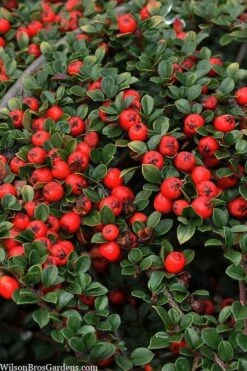 Streib's Findling Cotoneaster - 1 Gallon Pot -Wilson Bros Gardens cotoneaster dammeri streibs findling 8