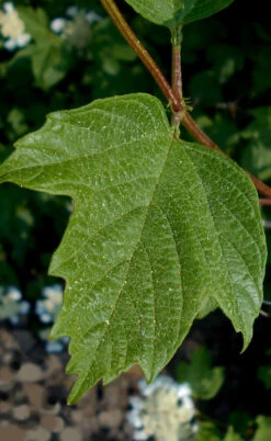 Cranberry Viburnum (Highbush) - 3 Gallon Pot 10 Cranberry Viburnum (Highbush) - 3 Gallon Pot -Wilson Bros Gardens cranberry viburnum 2