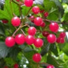 Cranberry Viburnum (Highbush) - 1 Gallon Pot