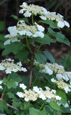 Cranberry Viburnum (Highbush) - 3 Gallon Pot 8 Cranberry Viburnum (Highbush) - 3 Gallon Pot -Wilson Bros Gardens cranberry viburnum 7