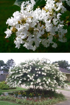 Acoma Weeping White Crape Myrtle - 7 Gallon Pot (5-6') -Wilson Bros Gardens crape myrtle acoma 500x750 1