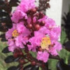 Delta Jazz Crape Myrtle - 2 Gallon Pot