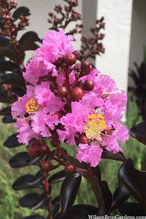 Delta Jazz Crape Myrtle - 2 Gallon Pot 1 Delta Jazz Crape Myrtle - 2 Gallon Pot