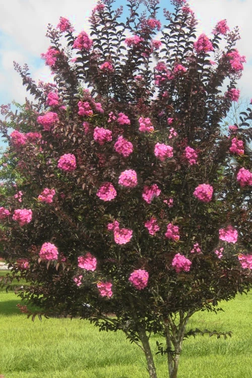 Delta Jazz Crape Myrtle - 2 Gallon Pot 4 Delta Jazz Crape Myrtle - 2 Gallon Pot - Image 4