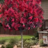 Double Dynamite Crape Myrtle Tree (Single Trunk Tree) - 7 Gallon Pot (6-7')