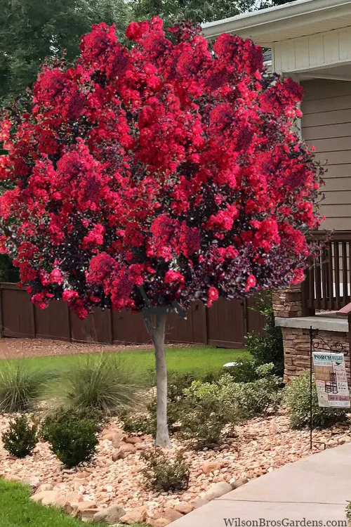 Double Dynamite Crape Myrtle Tree (Single Trunk Tree) - 7 Gallon Pot (6-7') 1 Double Dynamite Crape Myrtle Tree (Single Trunk Tree) - 7 Gallon Pot (6-7')