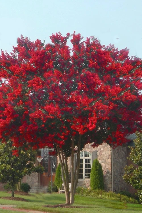 Dynamite Red Crape Myrtle - 6 Pack Of 1 Gallon Pots 4 Dynamite Red Crape Myrtle - 6 Pack Of 1 Gallon Pots - Image 4