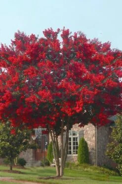 Dynamite Red Crape Myrtle - 7 Gallon Pot (4-5') -Wilson Bros Gardens crape myrtle dynamite 10 3