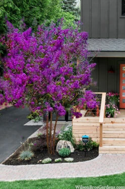 Miss Sandra Purple Crape Myrtle - 7 Gallon Pot (4-5')