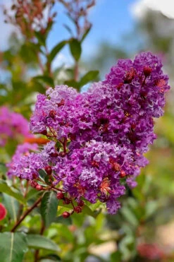 Miss Sandra Purple Crape Myrtle - 7 Gallon Pot (4-5') -Wilson Bros Gardens crape myrtle miss sandra purple 2 1