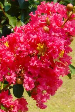 Tuscarora Watermelon Red Crape Myrtle - 3 Gallon Pot -Wilson Bros Gardens crape myrtle tuscarora 7