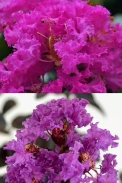 Twilight Purple Crape Myrtle - 5 Gallon Pot 13 Twilight Purple Crape Myrtle - 5 Gallon Pot -Wilson Bros Gardens crape myrtle twilight purple 22 2