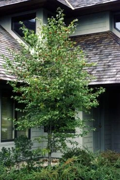 Washington Hawthorn (Crataegus Phaenopyrum) - 3 Pack Of 1.5 Quart Pots -Wilson Bros Gardens crataegus phaenopyrum washington hawthorne 1 1