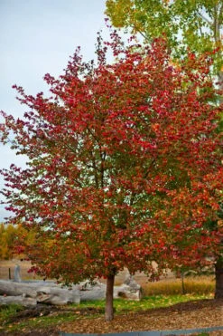 Washington Hawthorn (Crataegus Phaenopyrum) - 3 Pack Of 1.5 Quart Pots -Wilson Bros Gardens crataegus phaenopyrum washington hawthorne 3 1