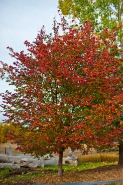 Washington Hawthorn (Crataegus Phaenopyrum) - 3 Gallon Pot 15 Washington Hawthorn (Crataegus Phaenopyrum) - 3 Gallon Pot -Wilson Bros Gardens crataegus phaenopyrum washington hawthorne 3