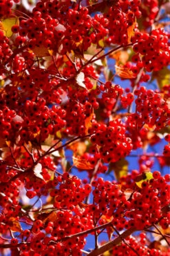 Washington Hawthorn (Crataegus Phaenopyrum) - 3 Pack Of 1.5 Quart Pots