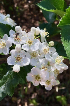 Washington Hawthorn (Crataegus Phaenopyrum) - 3 Gallon Pot 18 Washington Hawthorn (Crataegus Phaenopyrum) - 3 Gallon Pot -Wilson Bros Gardens crataegus phaenopyrum washington hawthorne 6