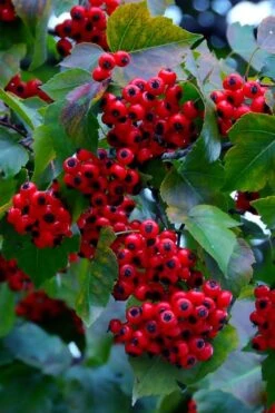 Washington Hawthorn (Crataegus Phaenopyrum) - 3 Pack Of 1.5 Quart Pots -Wilson Bros Gardens crataegus phaenopyrum washington hawthorne 7 1
