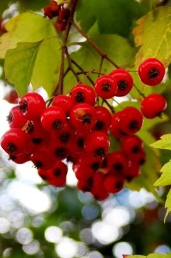 Washington Hawthorn (Crataegus Phaenopyrum) - 3 Pack Of 1.5 Quart Pots -Wilson Bros Gardens crataegus phaenopyrum washington hawthorne 8 1