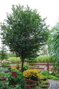 Washington Hawthorn (Crataegus Phaenopyrum) - 3 Pack Of 1.5 Quart Pots -Wilson Bros Gardens crataegus phaenopyrum washington hawthorne 9 1