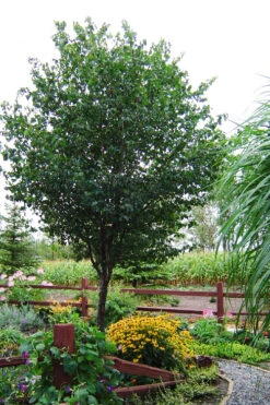 Washington Hawthorn (Crataegus Phaenopyrum) - 3 Pack Of 1.5 Quart Pots -Wilson Bros Gardens crataegus phaenopyrum washington hawthorne 9 2