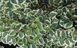 Variegated Creeping Fig - Ficus Pumila 'Variegata' - 5 Pack Of Pint Pots -Wilson Bros Gardens creeping fig ficus pumila variegata 50