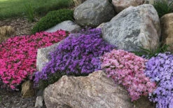 Purple Beauty Creeping Phlox - 5 Pack Of Quart Pots -Wilson Bros Gardens creeping phlox mix 1 1