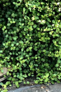 Creeping Wire Vine (Muehlenbeckia Axillaris) - 18 Pack Of Pint Pots -Wilson Bros Gardens creepiong wire vine 10 1