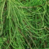 Snake Branch Japanese Cedar - Cryptomeria Japonica 'Araucarioides' - 1 Gallon Pot
