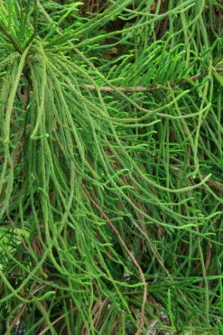Snake Branch Japanese Cedar - Cryptomeria Japonica 'Araucarioides' - 1 Gallon Pot