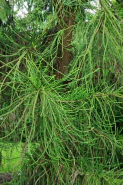 Snake Branch Japanese Cedar - Cryptomeria Japonica 'Araucarioides' - 1 Gallon Pot -Wilson Bros Gardens cryptomeria japonica araucarioides snake branch japanese cedar 13