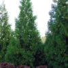 Radicans Cryptomeria (Japanese Cedar) - 7 Gallon Pot (4-5')