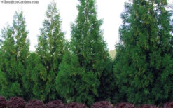 Radicans Cryptomeria (Japanese Cedar) - 7 Gallon Pot (4-5') 9 Radicans Cryptomeria (Japanese Cedar) - 7 Gallon Pot (4-5') -Wilson Bros Gardens cryptomeria japonica radicans 11 1