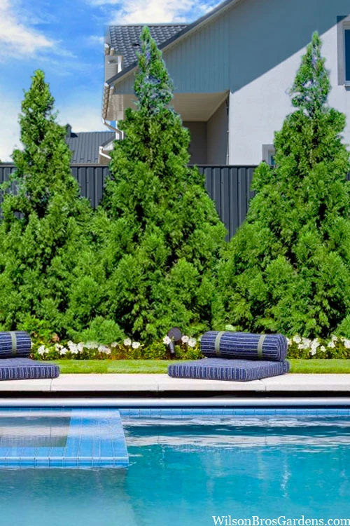 Radicans Cryptomeria (Japanese Cedar) - 1 Gallon Pot 5 Radicans Cryptomeria (Japanese Cedar) - 1 Gallon Pot - Image 5