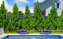 Radicans Cryptomeria (Japanese Cedar) - 1 Gallon Pot 11 Radicans Cryptomeria (Japanese Cedar) - 1 Gallon Pot -Wilson Bros Gardens cryptomeria japonica radicans 7